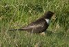 Ring Ouzel at Hadleigh Downs (Don Petrie) (82194 bytes) Ring Ouzel at Hadleigh Downs (Don Petrie) (82194 bytes)